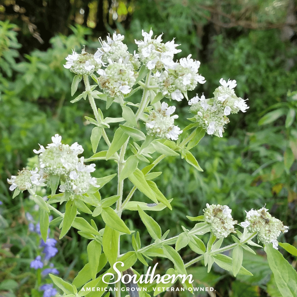 Mountain Mint – 100 Seeds