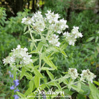 Mountain Mint – 100 Seeds
