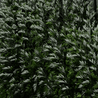 Mugwort – 200 Seeds