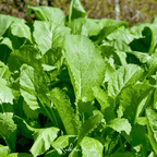 Florida Broadleaf Mustard – 250 Seeds