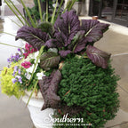 Red Giant Mustard – 100 Seeds