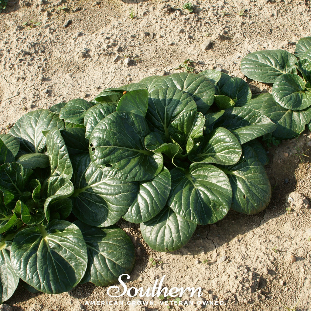 Tatsoi Mustard – 100 Seeds