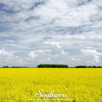 Yellow Mustard – 200 Seeds