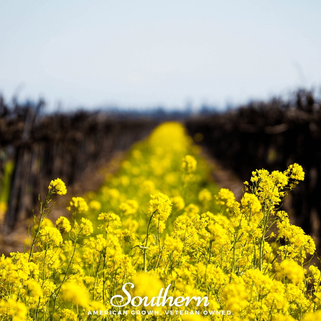 Yellow Mustard – 200 Seeds