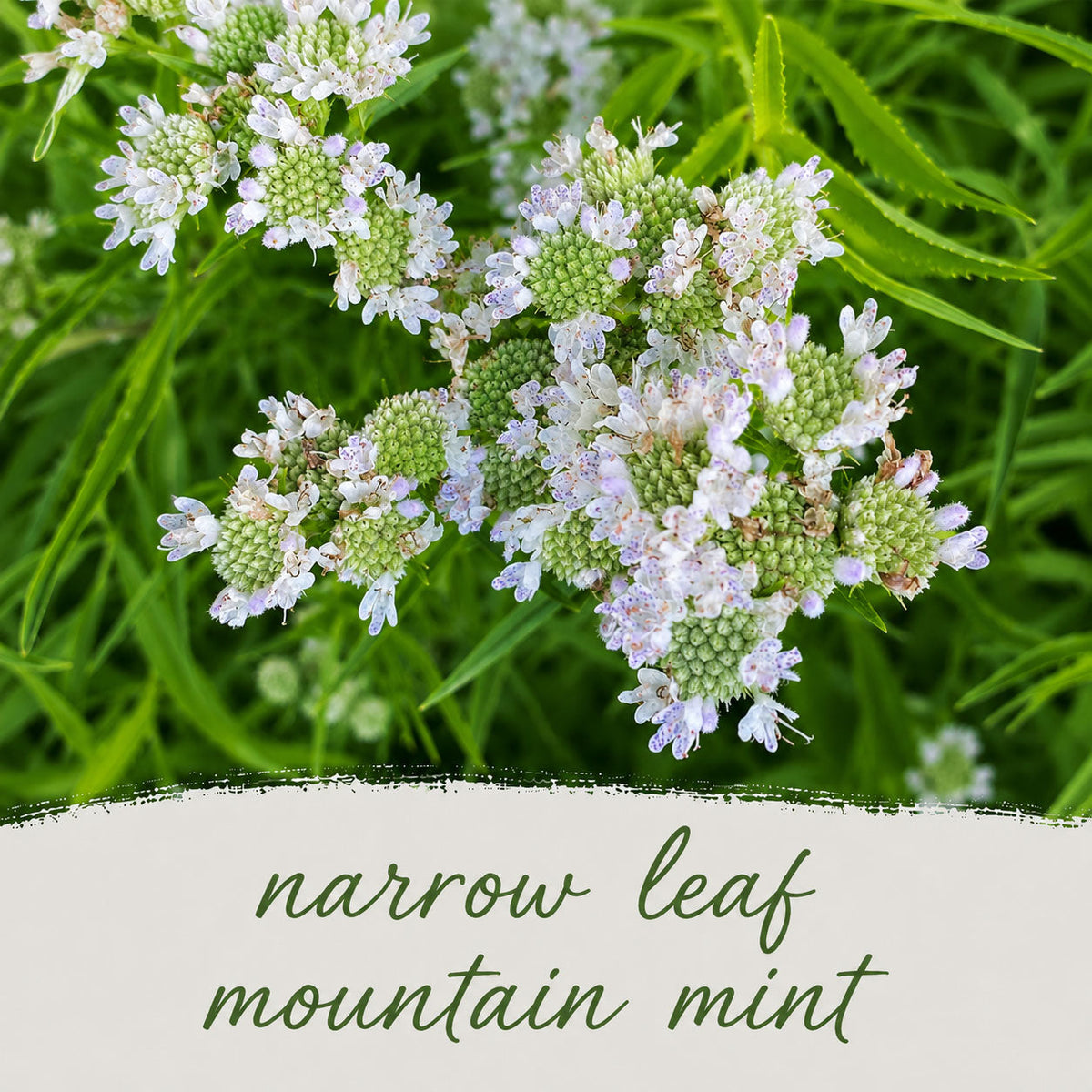 Salt & Clay Wildflower Bundle | Tall & Short Mini Mixes | Prairie Legacy Inc.