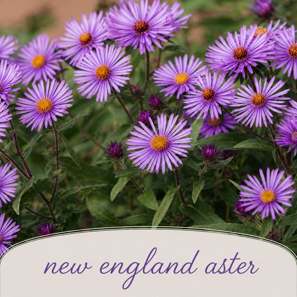 Salt & Clay Wildflower Bundle | Tall & Short Mini Mixes | Prairie Legacy Inc.