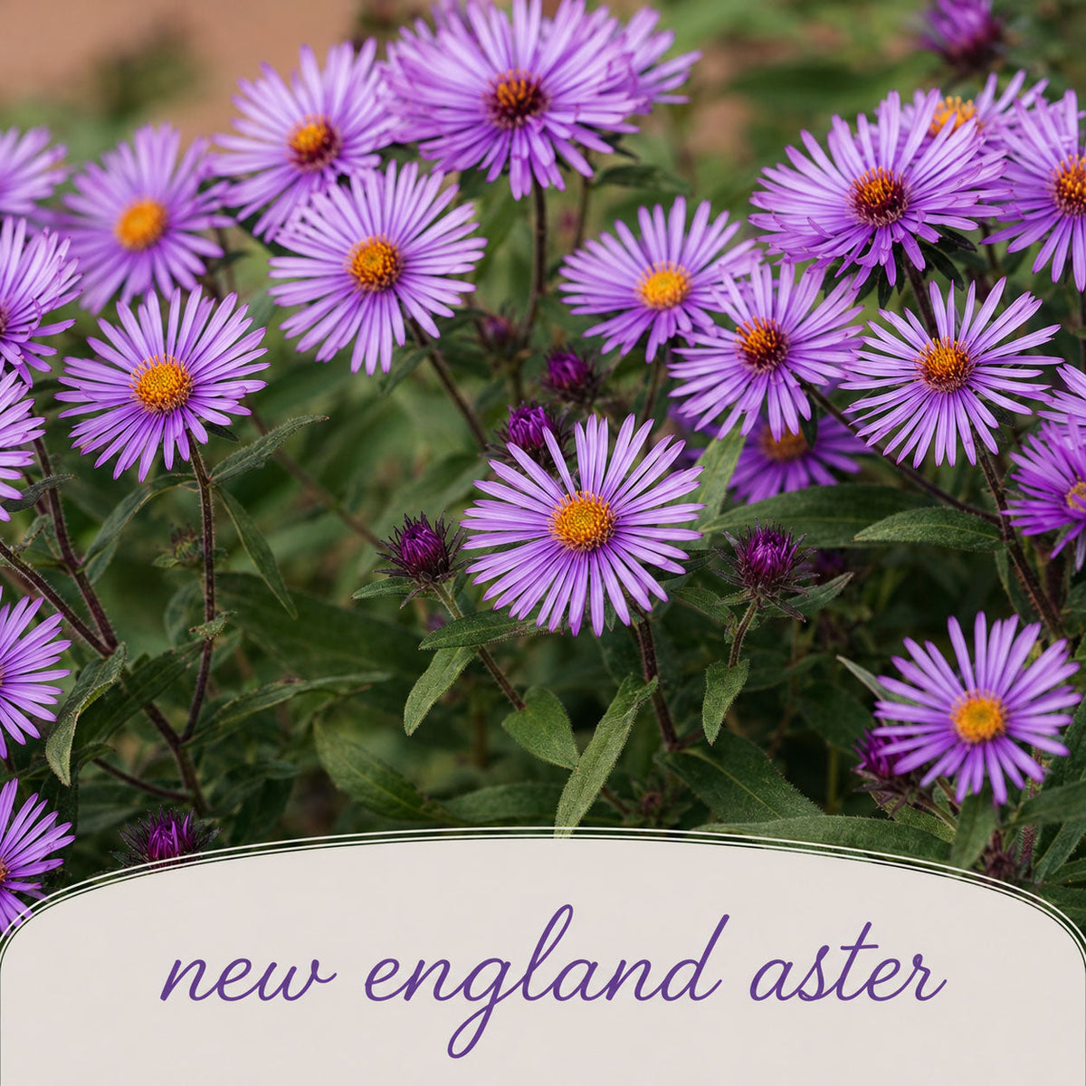 Salt & Clay Wildflower Bundle | Tall & Short Mini Mixes | Prairie Legacy Inc.