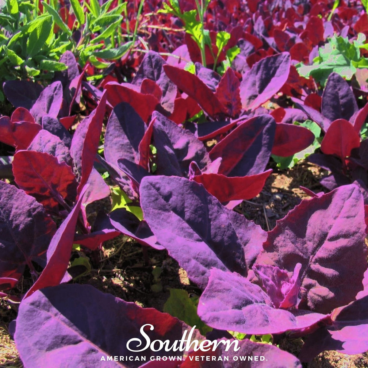 Red Plume Orach – 25 Seeds