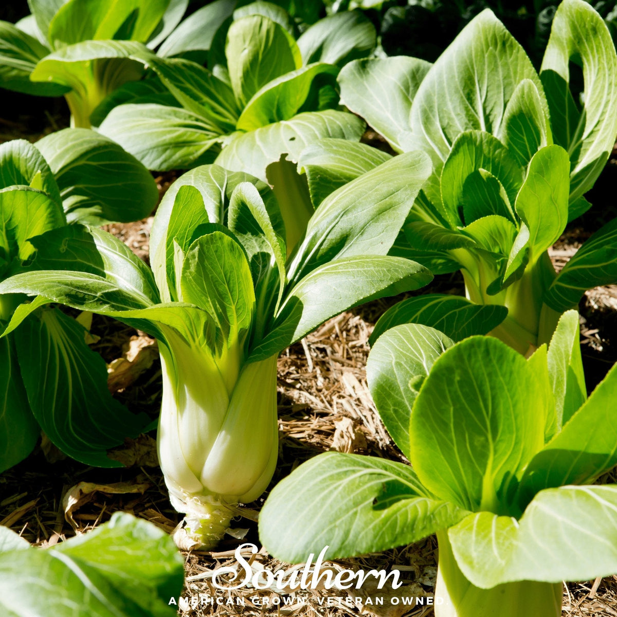Canton Pak Choi – 100 Seeds