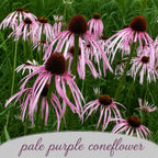 Backyard Bird Wildflower XL Bundle | Tall & Short Mini Mixes and Backyard Bird Buffet  | Prairie Legacy Inc.