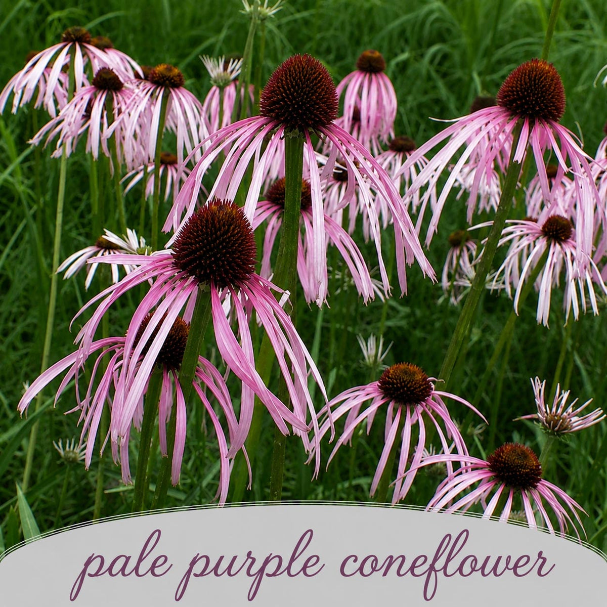 Backyard Bird Wildflower XL Bundle | Tall & Short Mini Mixes and Backyard Bird Buffet  | Prairie Legacy Inc.