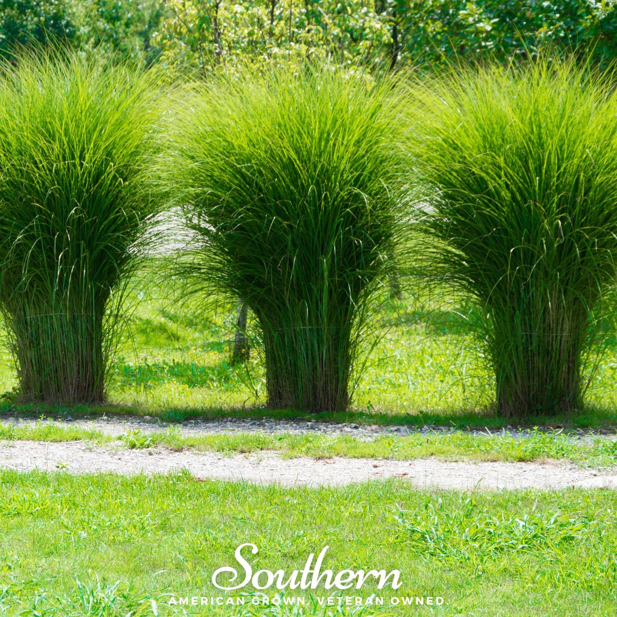 White Pampas Grass – 100 Seeds