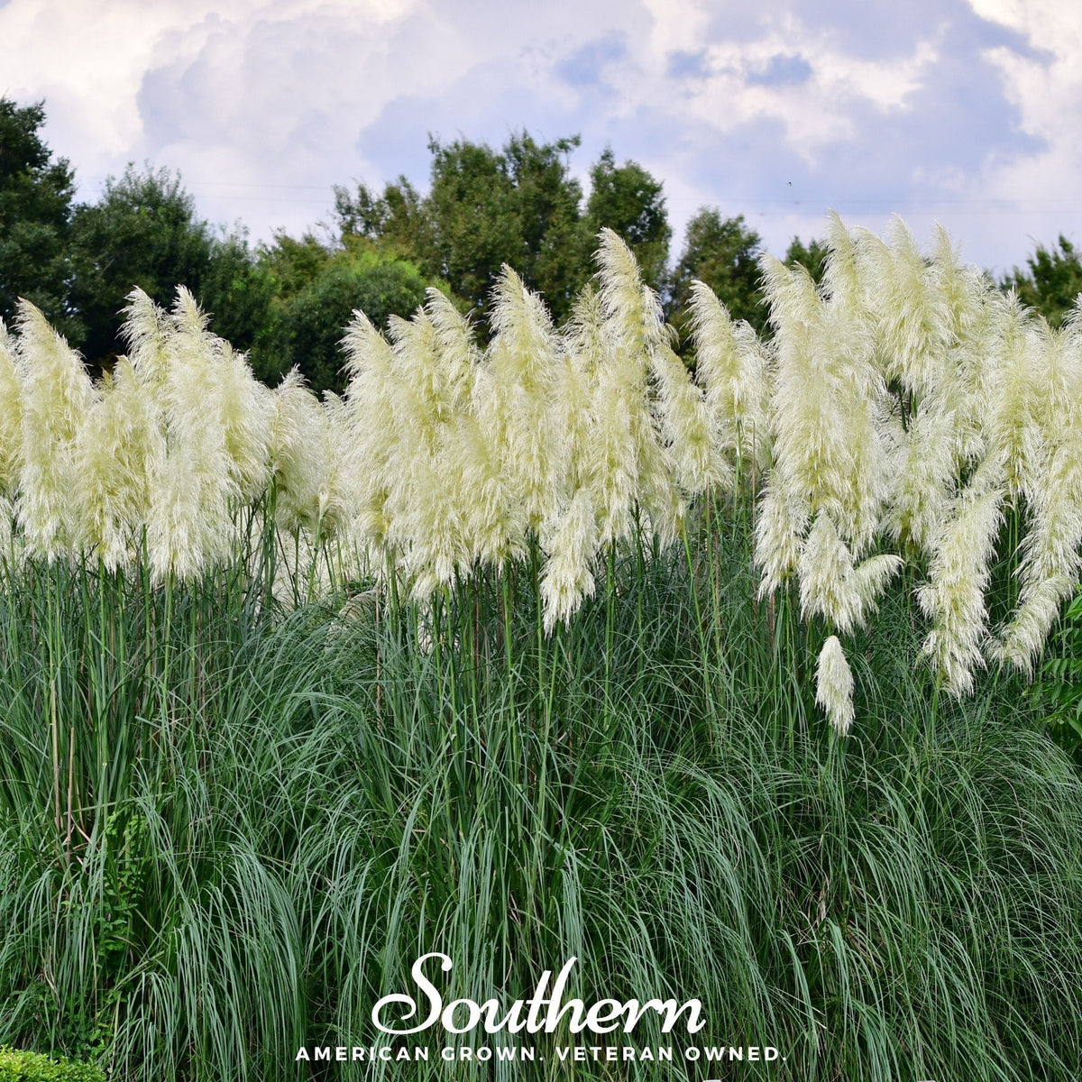 White Pampas Grass – 100 Seeds