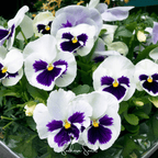 Swiss Giant Silverbride Pansy – 50 Seeds