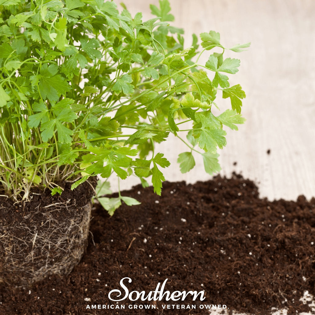 Italian Parsley – 200 Seeds