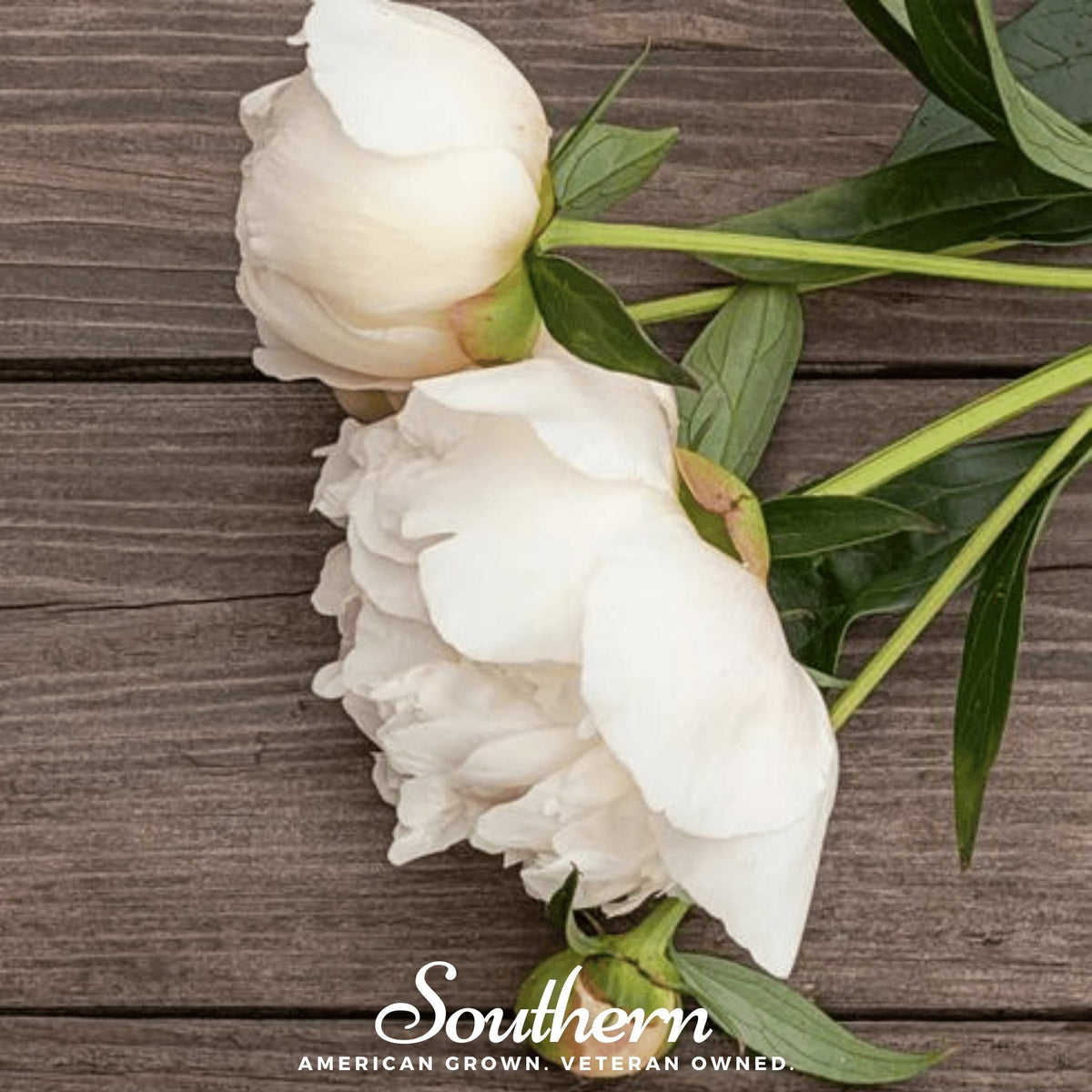 Cream Peony Poppy – 100 Seeds