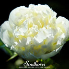 Cream Peony Poppy – 100 Seeds