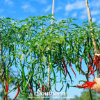 Cayenne Long Slim Pepper – 30 Seeds