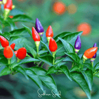 Ornamental Pepper Mix – 30 Seeds