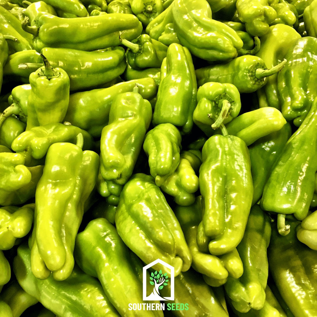 Pepper Seed Collection – 6 Essential Heirloom Peppers