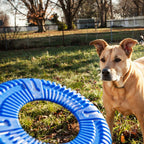 Pet Life ® 'Denta-Bark' Sporty Durable Flexible Toss and Fetch Frisbee Oral Hygiene Pet Dog Toy