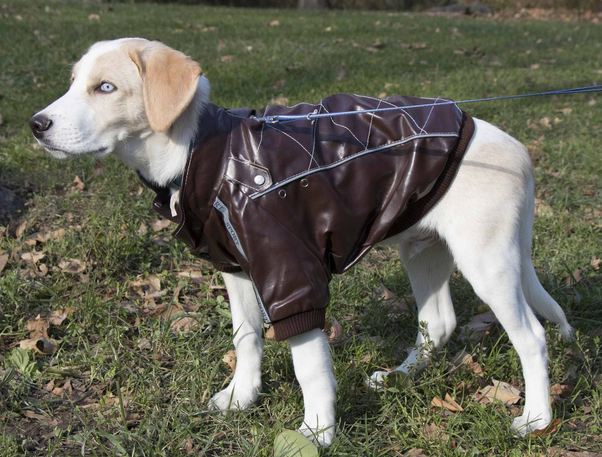 Pet Life ® 'Wuff-Rider' Fashion Suede Stitched Dog Jacket