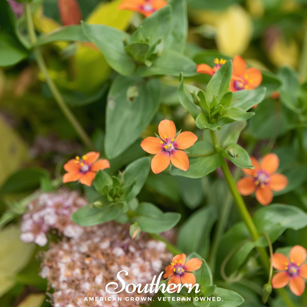 Scarlet Pimpernel – 100 Seeds