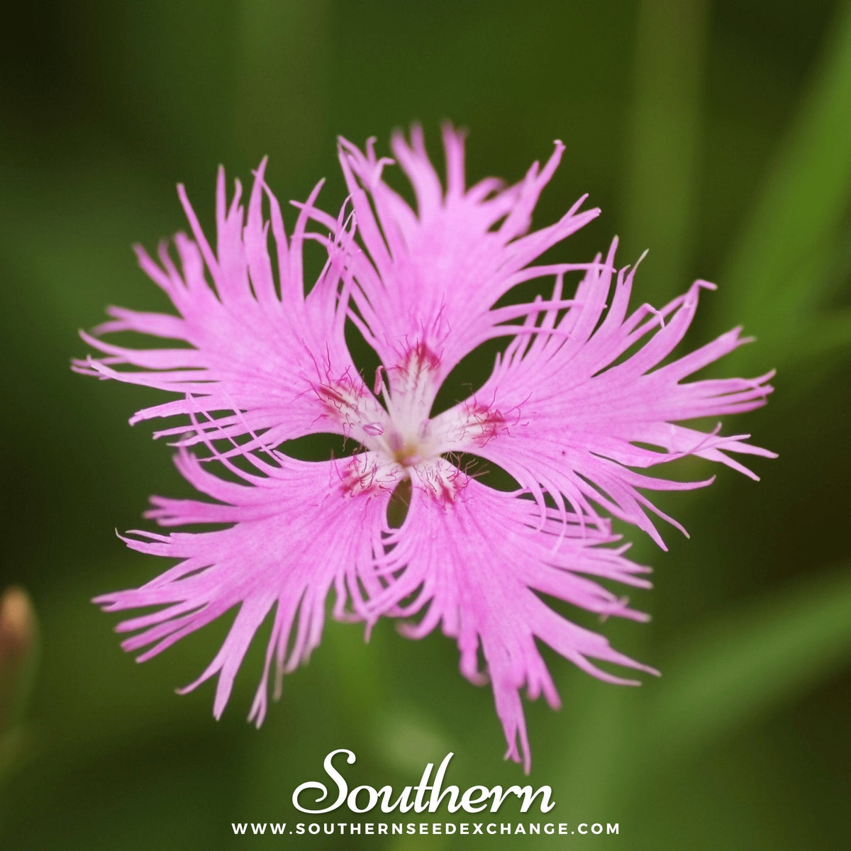 Fringed Pinks – 200 Seeds