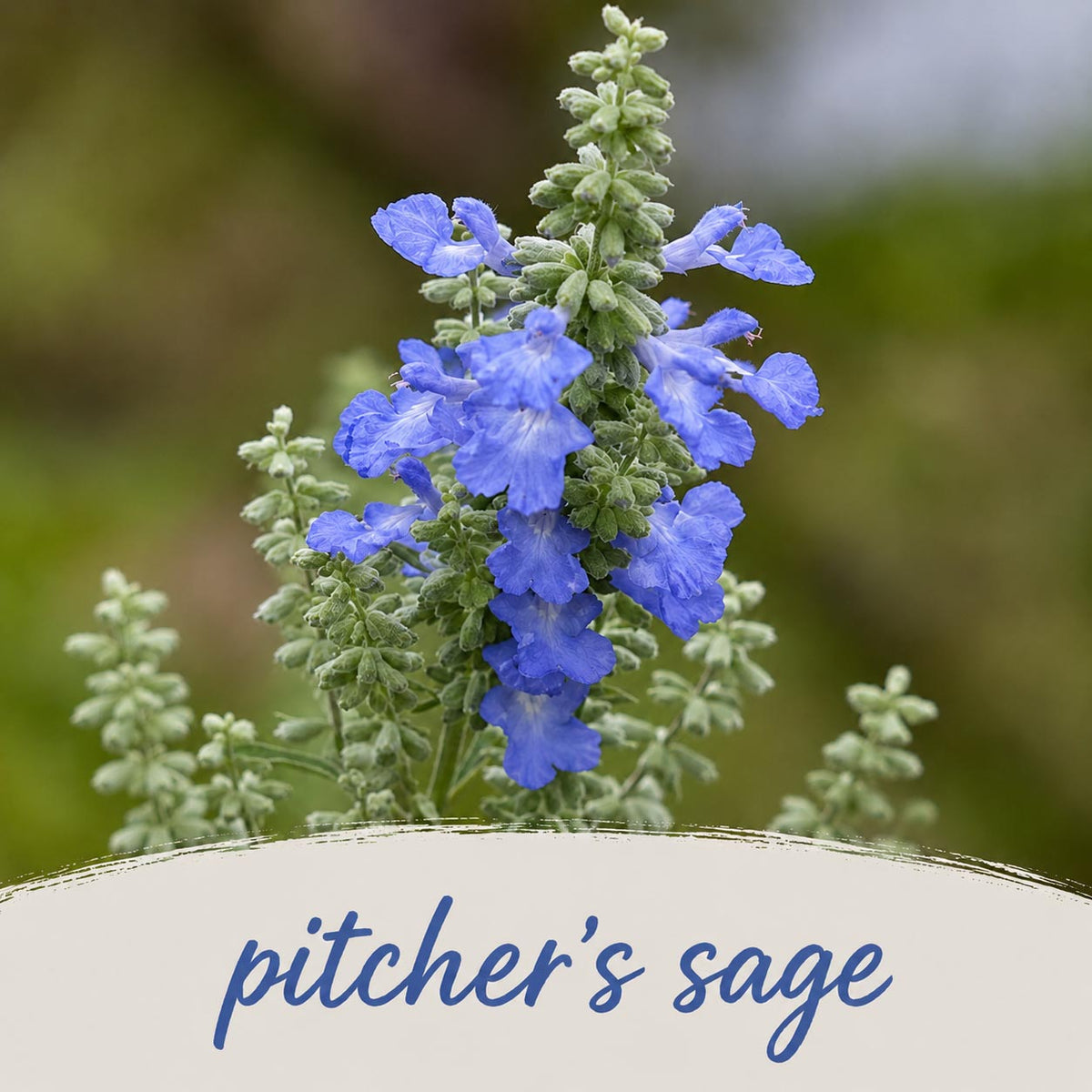 Deer & Rabbit Resistent Wildflower Bundle | Tall & Short Mini Mixes | Prairie Legacy Inc.