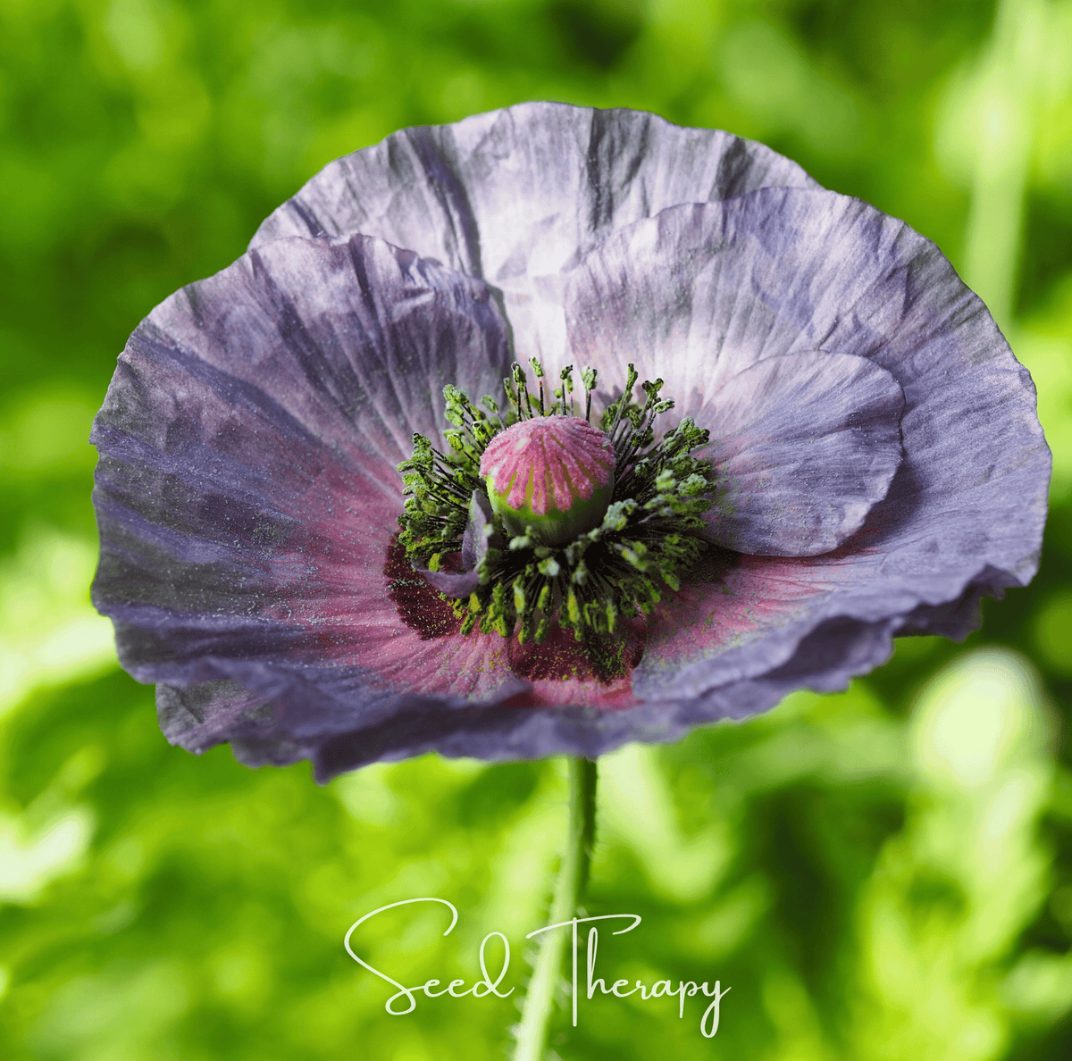 Amazing Grey Poppy – 25 Seeds