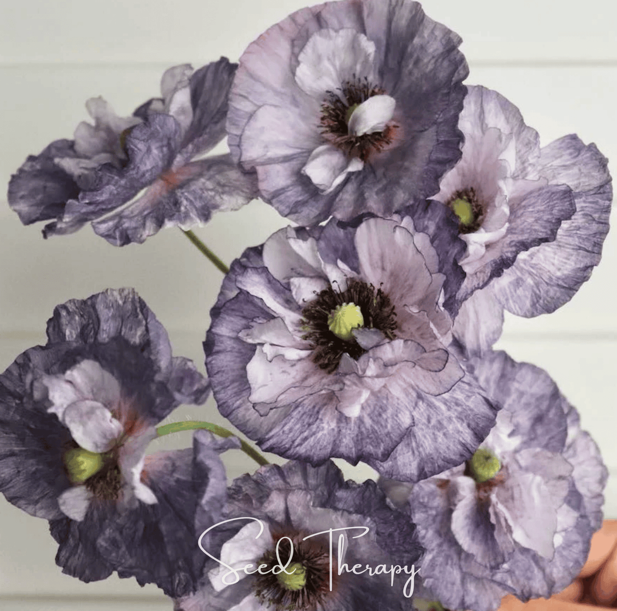 Amazing Grey Poppy – 25 Seeds