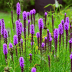 Prairie Blazing Star – 50 Seeds