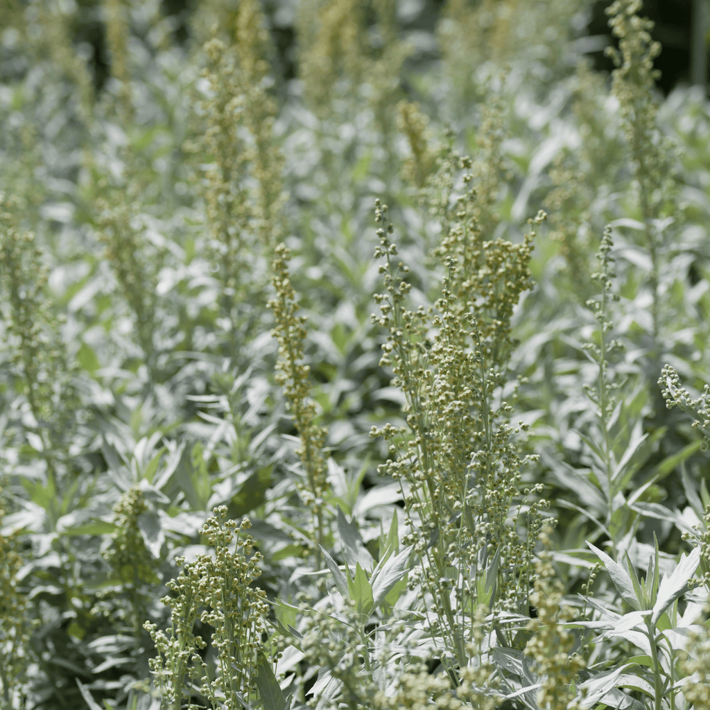 Prairie Sage – 100 Seeds