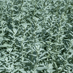 Prairie Sage – 100 Seeds