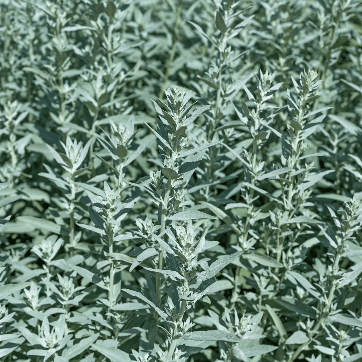 Prairie Sage – 100 Seeds