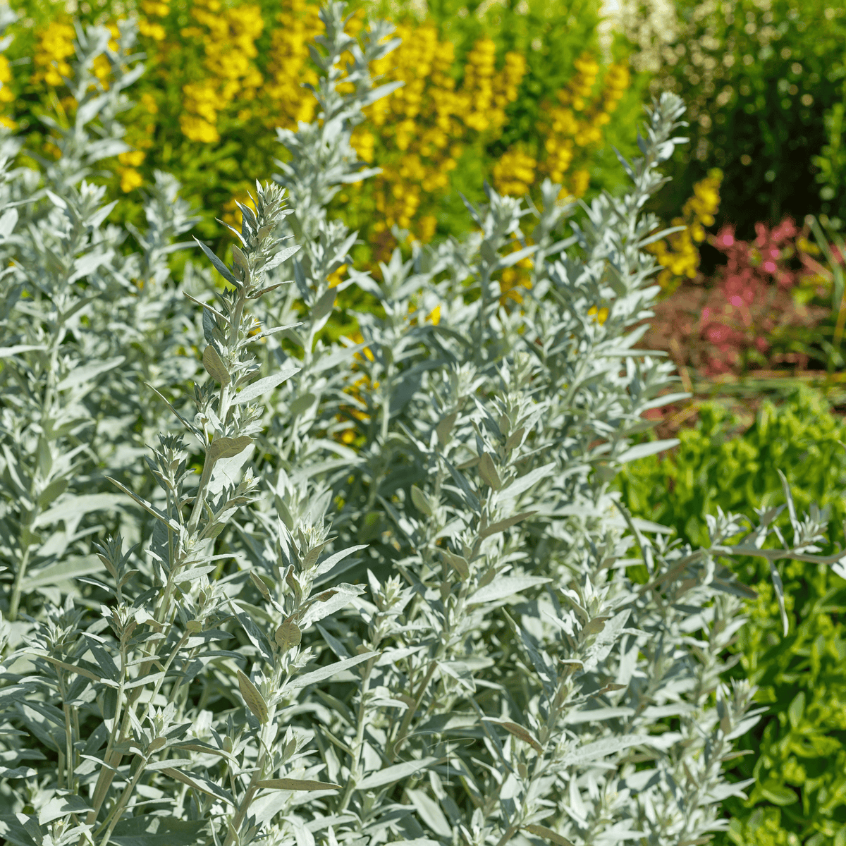 Prairie Sage – 100 Seeds