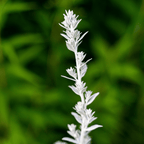 Prairie Sage – 100 Seeds