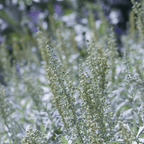Prairie Sage – 100 Seeds