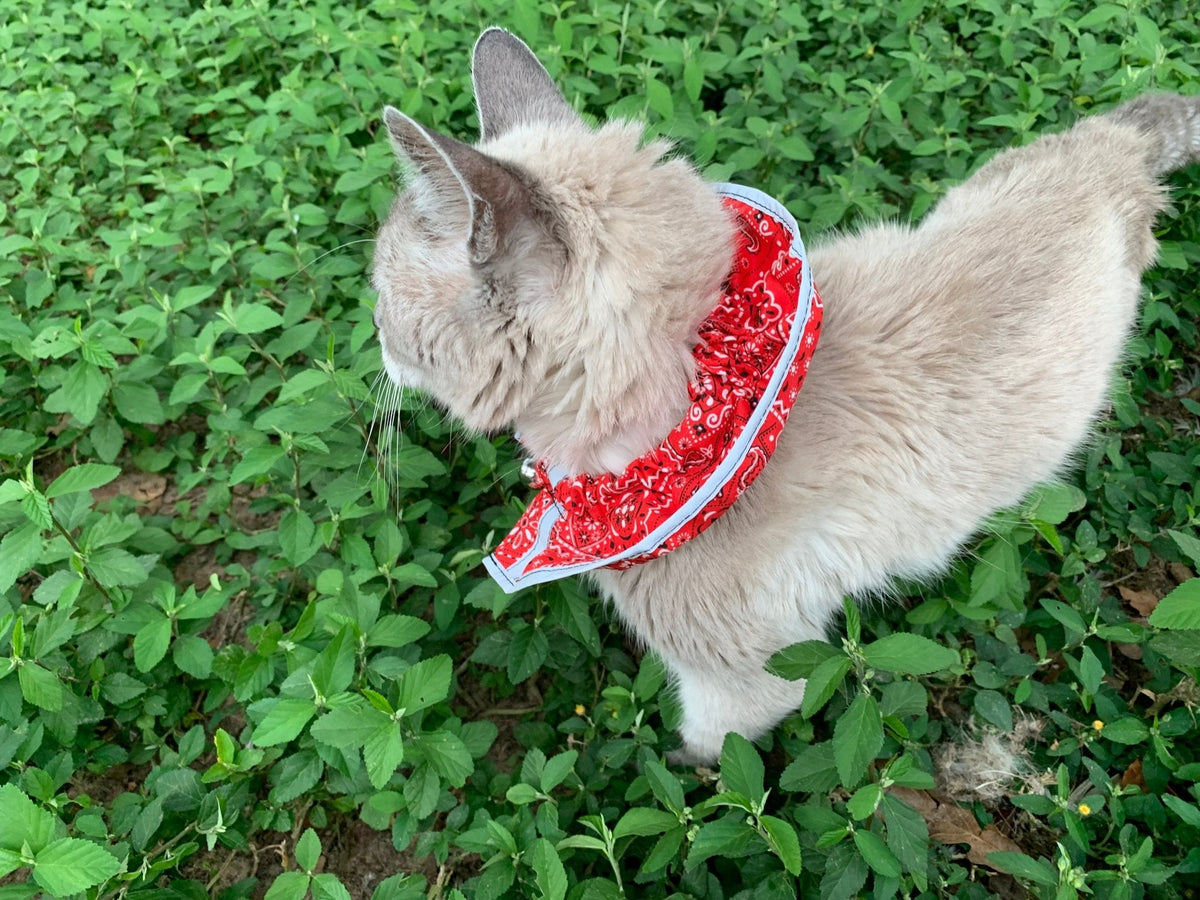 Prey Saver Cat Collar