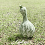 Cushaw Green Striped Pumpkin – 25 Seeds