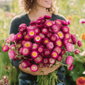 Purple-Red Strawflower – 100 Seeds
