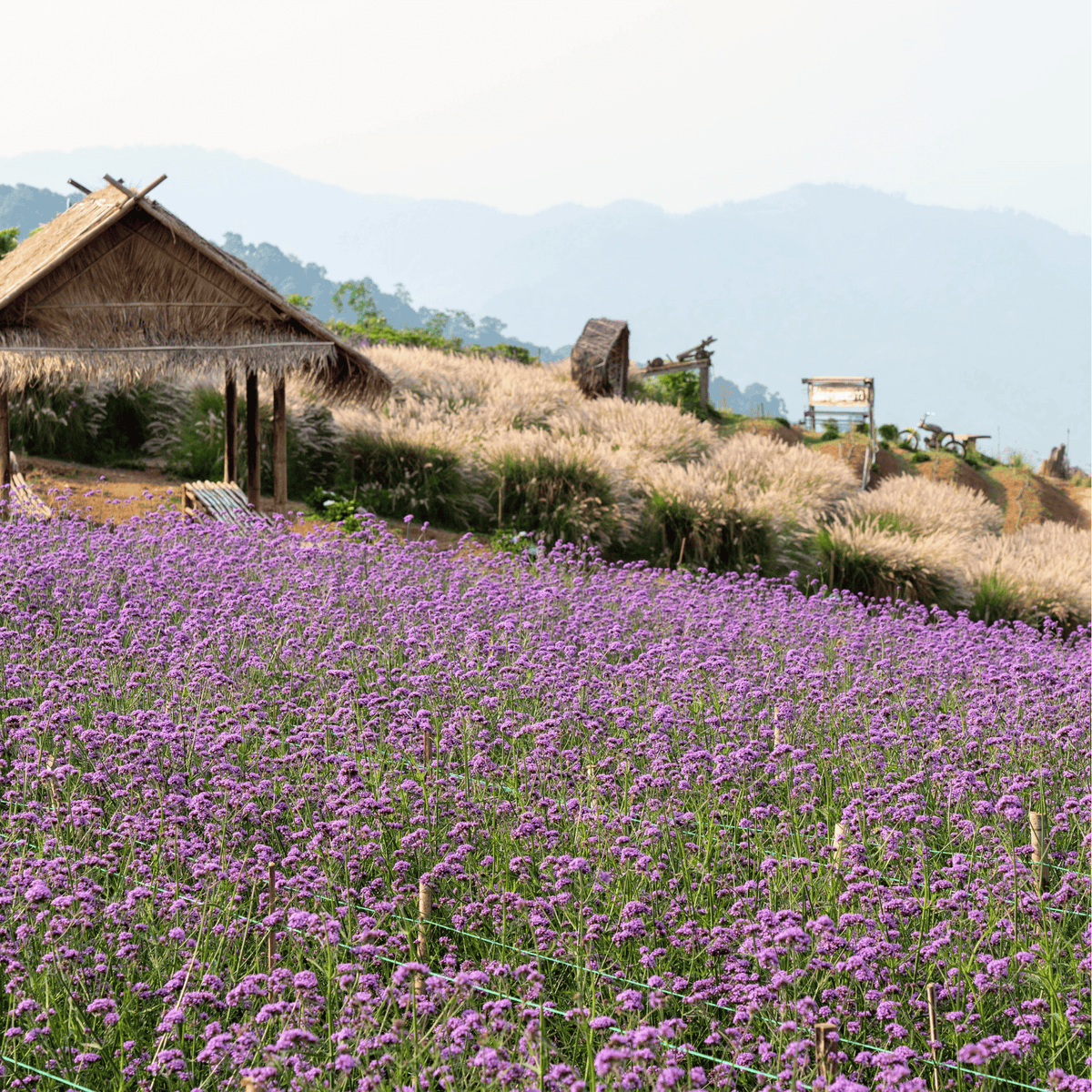 Purple Top Vervain – 100 Seeds