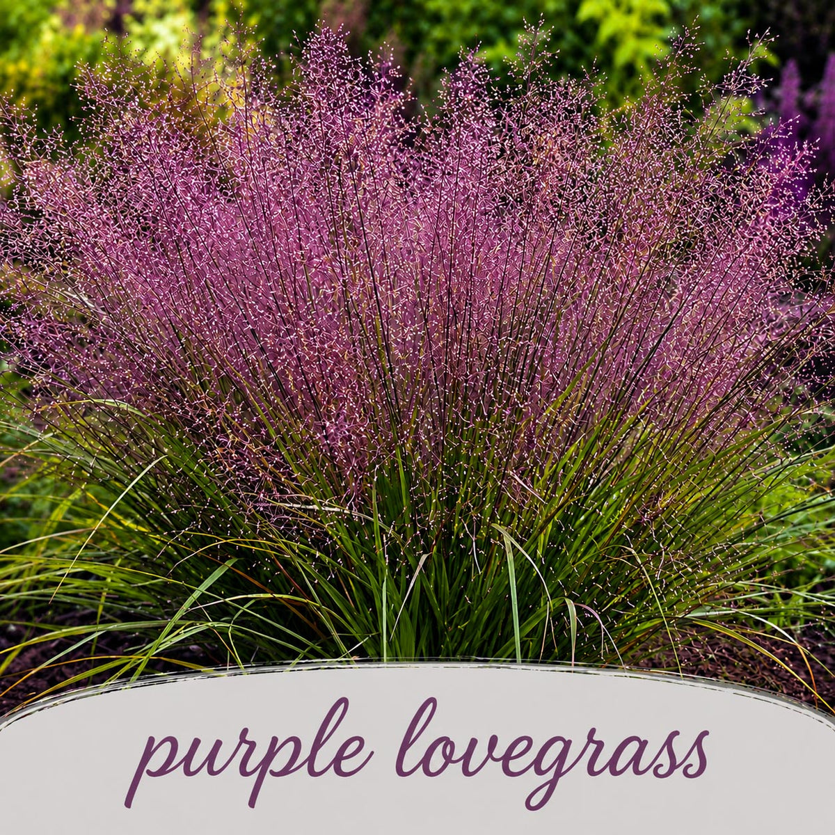 Deer & Rabbit Resistent Wildflower Bundle | Tall & Short Mini Mixes | Prairie Legacy Inc.