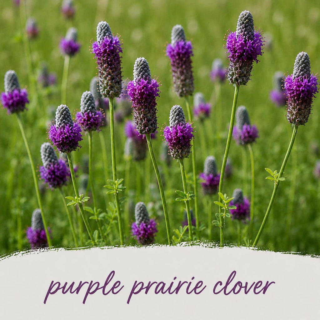 Backyard Bird Wildflower XL Bundle | Tall & Short Mini Mixes and Backyard Bird Buffet  | Prairie Legacy Inc.