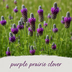 Backyard Bird Wildflower XL Bundle | Tall & Short Mini Mixes and Backyard Bird Buffet  | Prairie Legacy Inc.