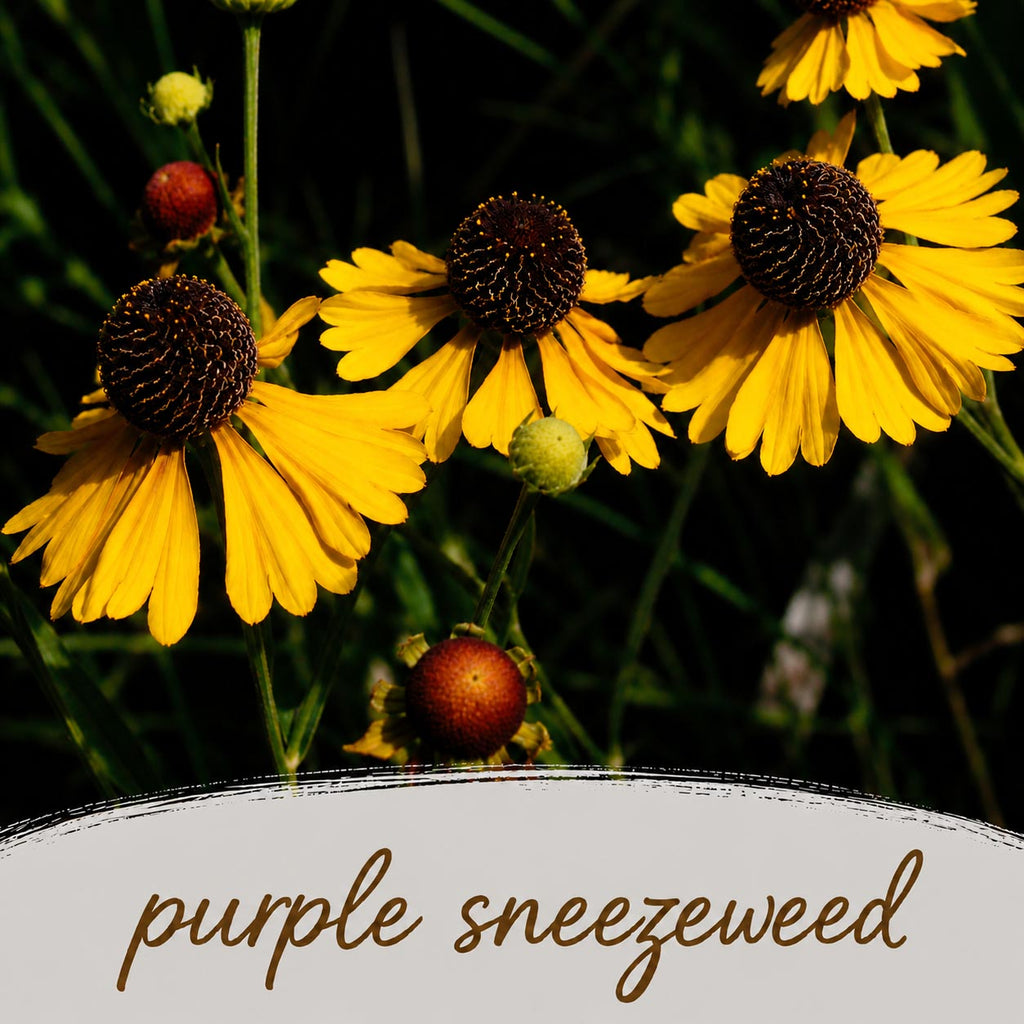 Pollinator Wildflower Bundle | Tall & Short Mini Mixes | Prairie Legacy Inc.