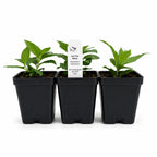 Rain Garden Live Plant Landscape Kit | Prairie Legacy Inc.