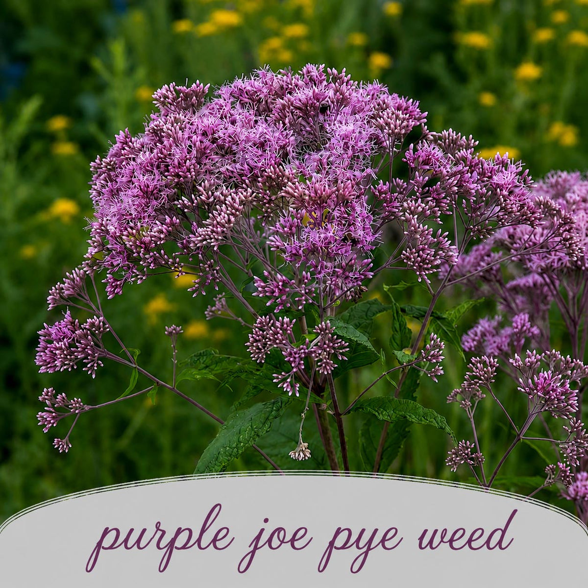 Rain Garden Live Plant Landscape Kit | Prairie Legacy Inc.