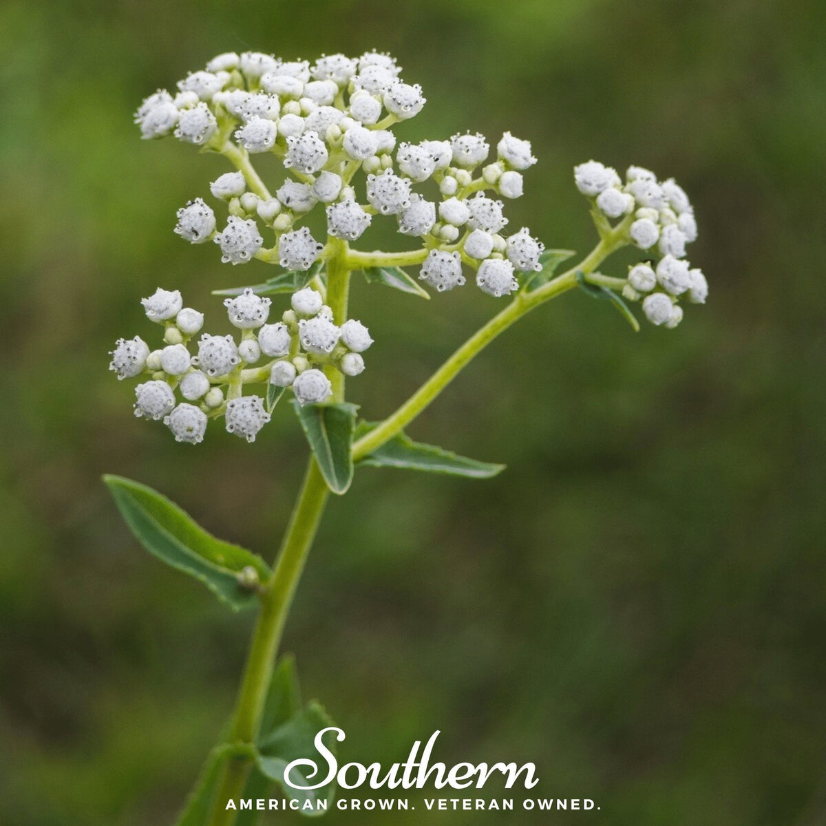 Wild Quinine – 50 Seeds