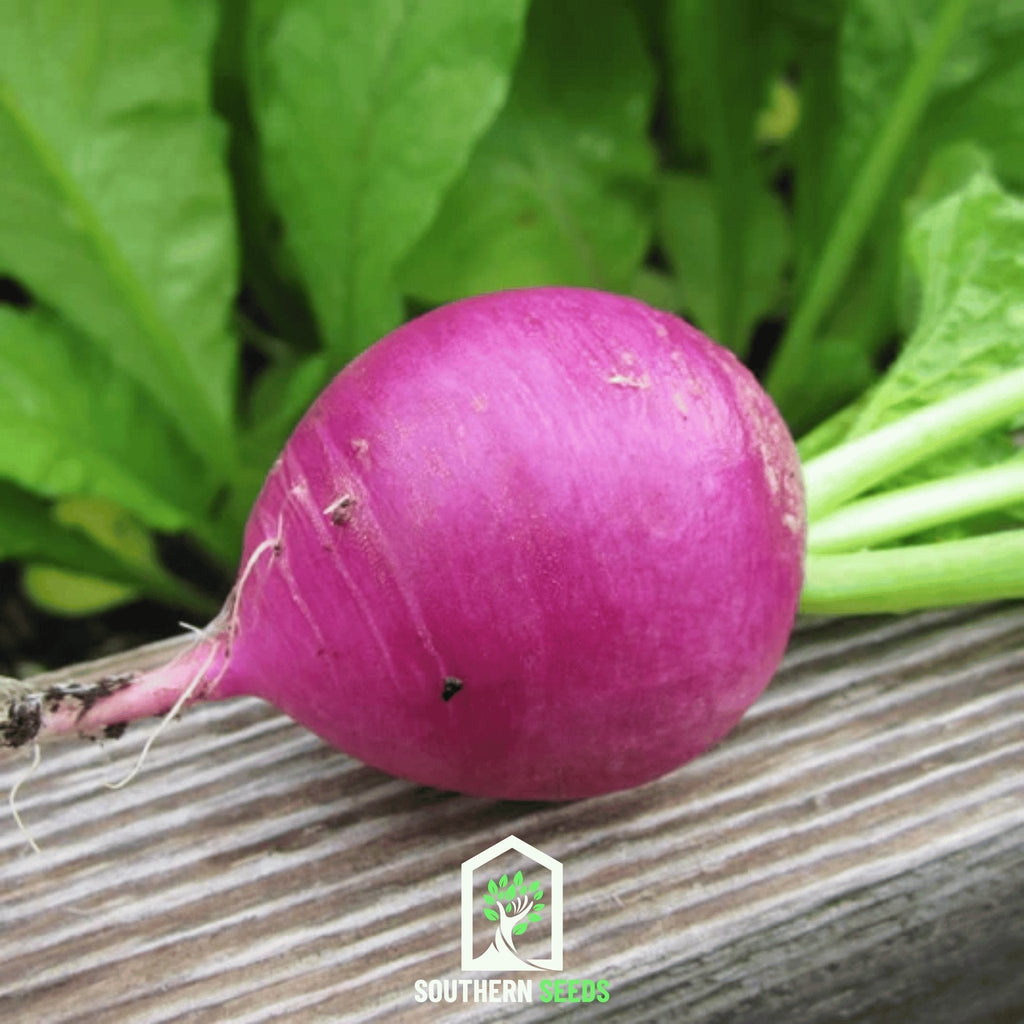 Purple Plum Radish – 250 Seeds